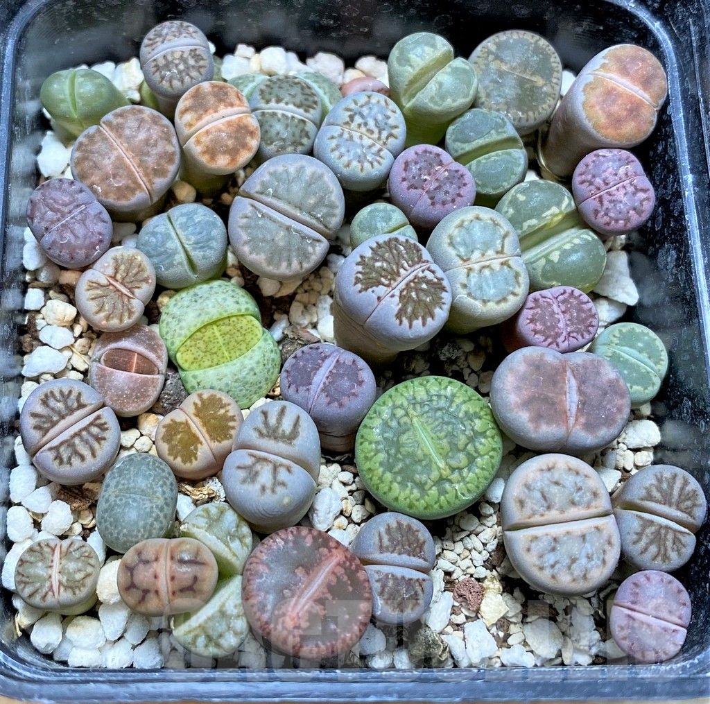 SHPR37797 Lithops mix