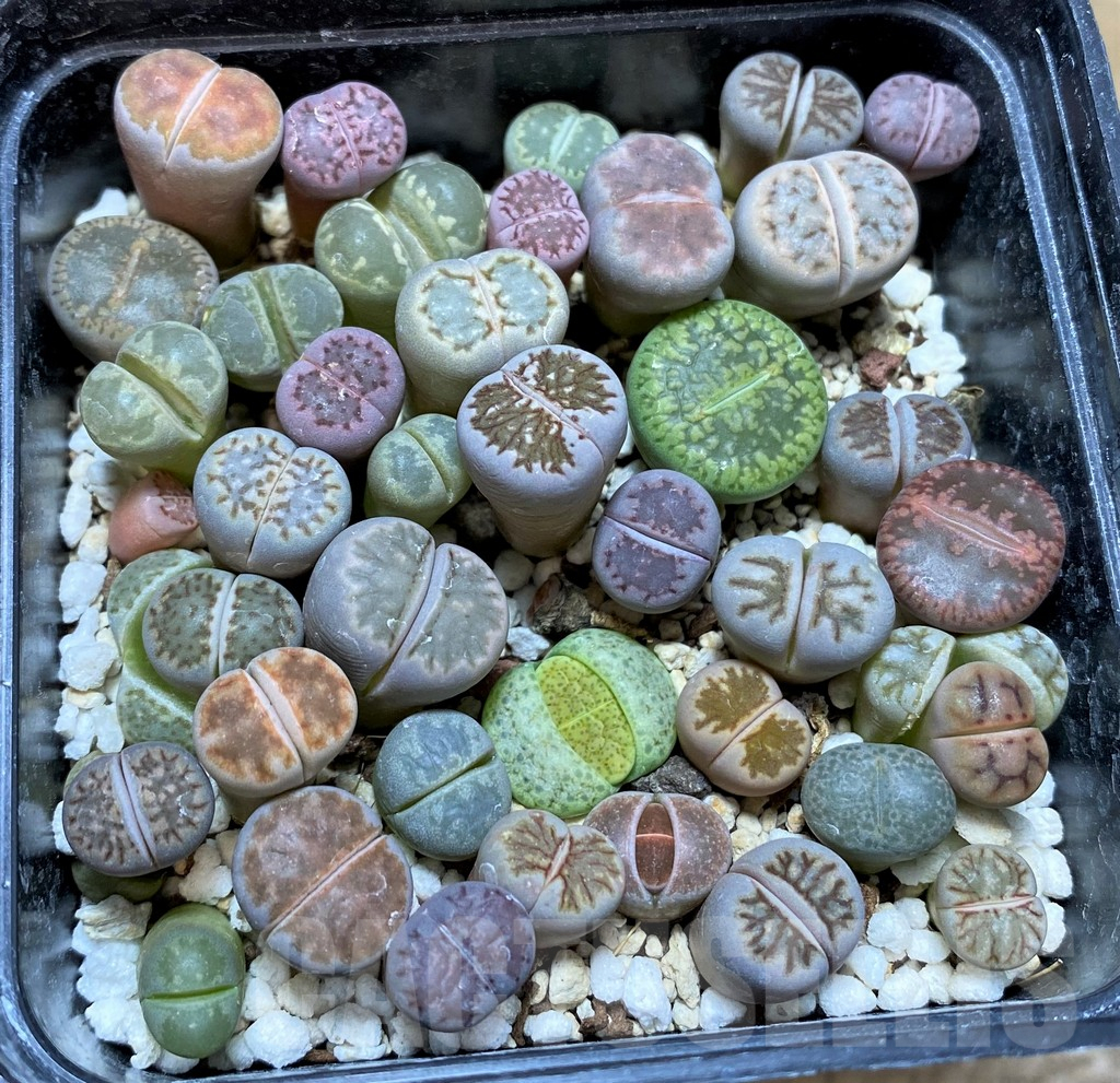 SHPR37797 Lithops mix - Image 2