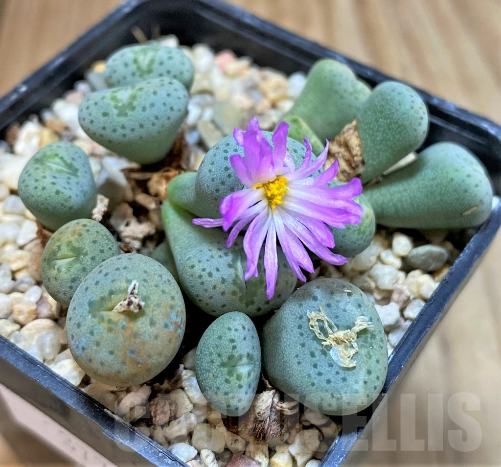 SHPR37798 Conophytum aff. minutum