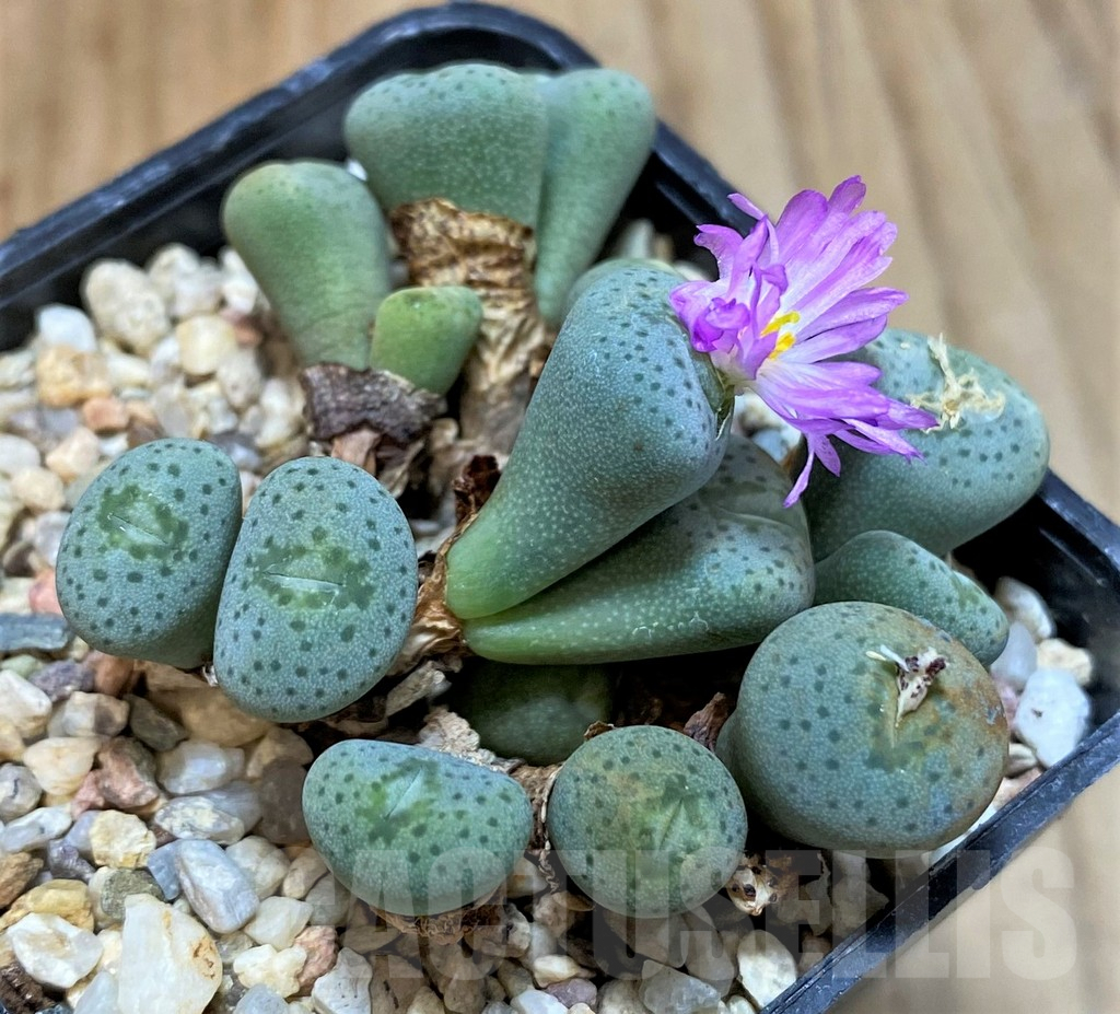 SHPR37798 Conophytum aff. minutum - immagine 2