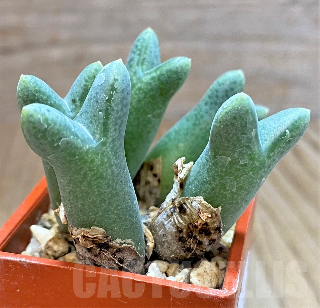 SHPR37799 Conophytum halenbergense LAV 29567 - Obrázek 2