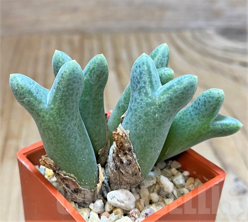 SHPR37799 Conophytum halenbergense LAV 29567