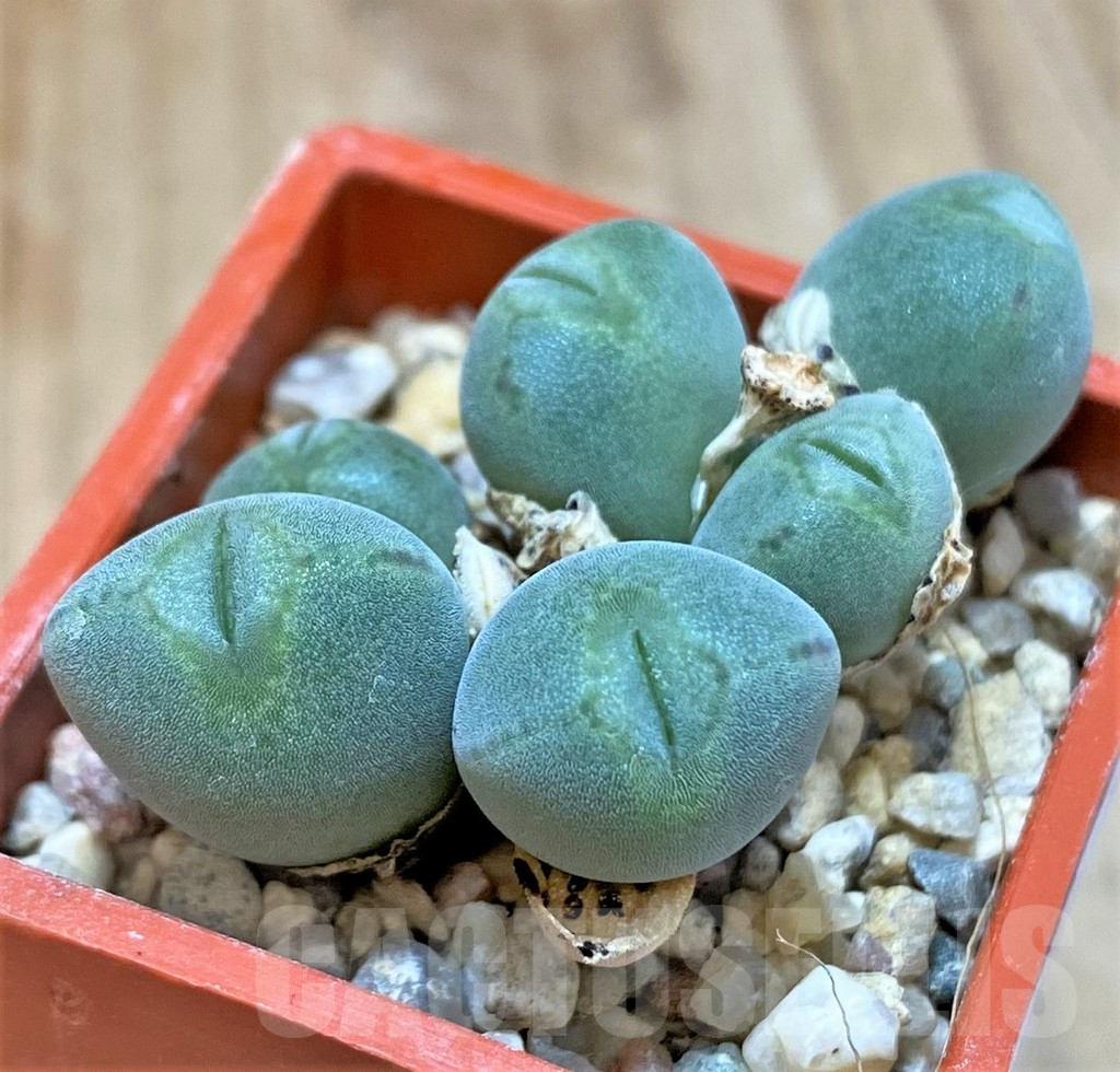 SHPR37800 Conophytum bilobum ssp. altum