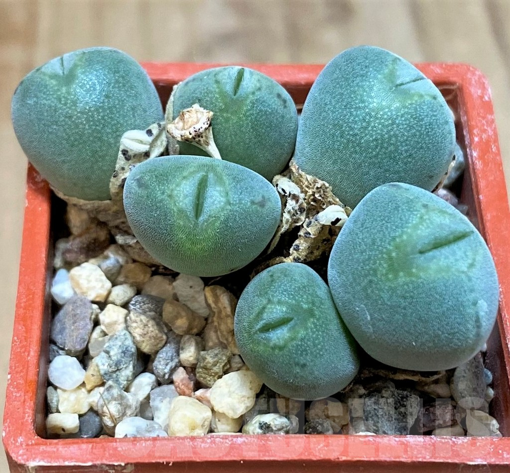 SHPR37800 Conophytum bilobum ssp. altum - immagine 2
