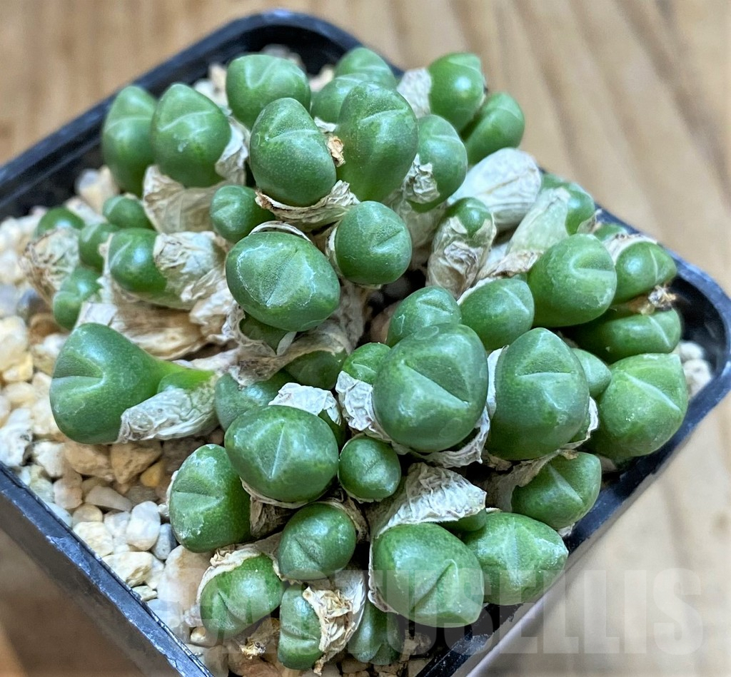SHPR37801 Conophytum saxetanum 'Graessneri' SB786 – Bild 2