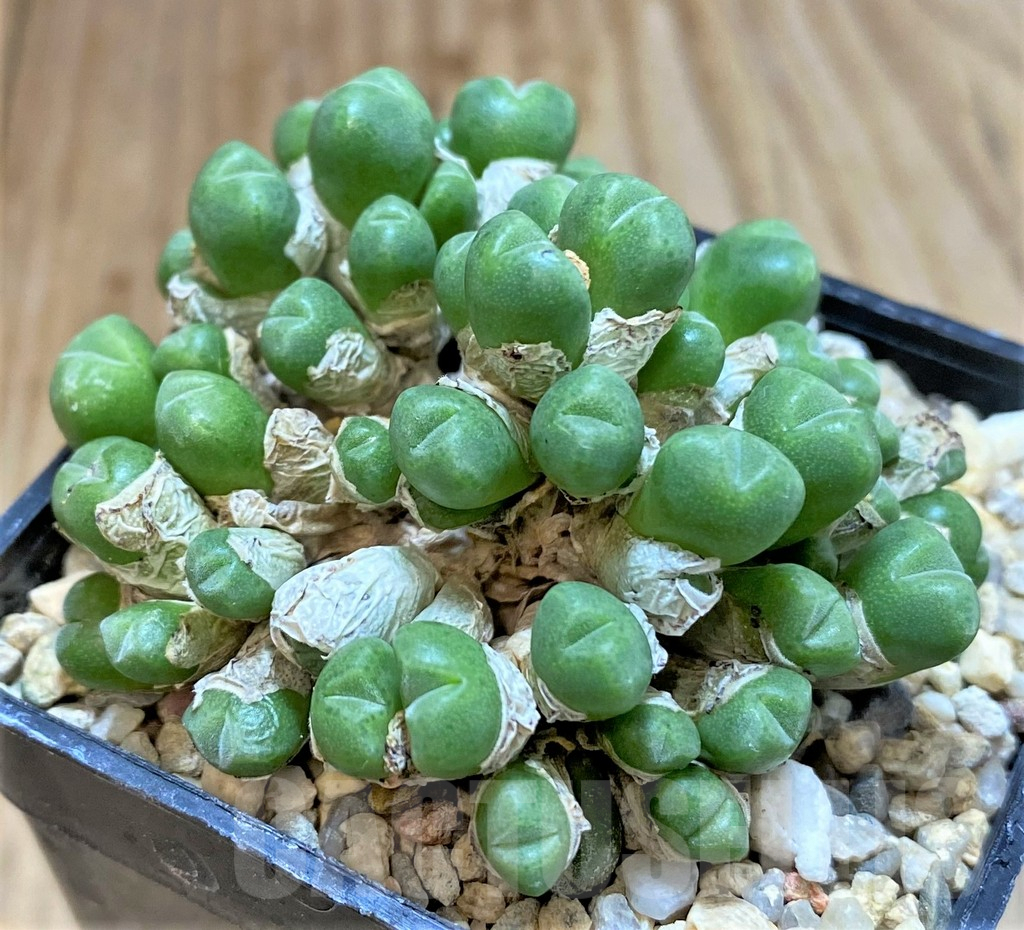 SHPR37801 Conophytum saxetanum 'Graessneri' SB786