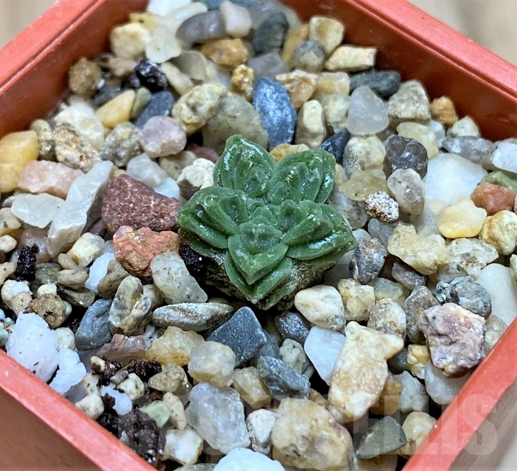 SHPR37802 Aztekium valdezii VM1040