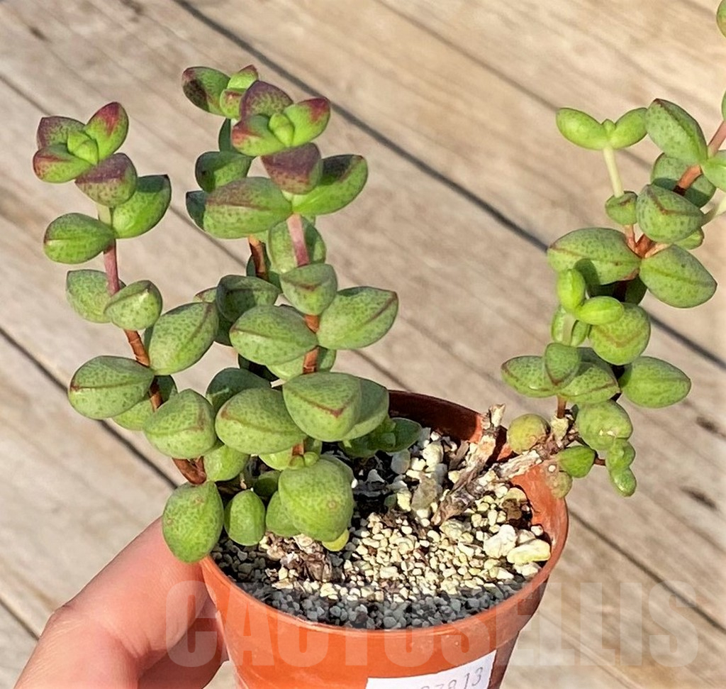 SHPR37813 Crassula monticola - Image 2