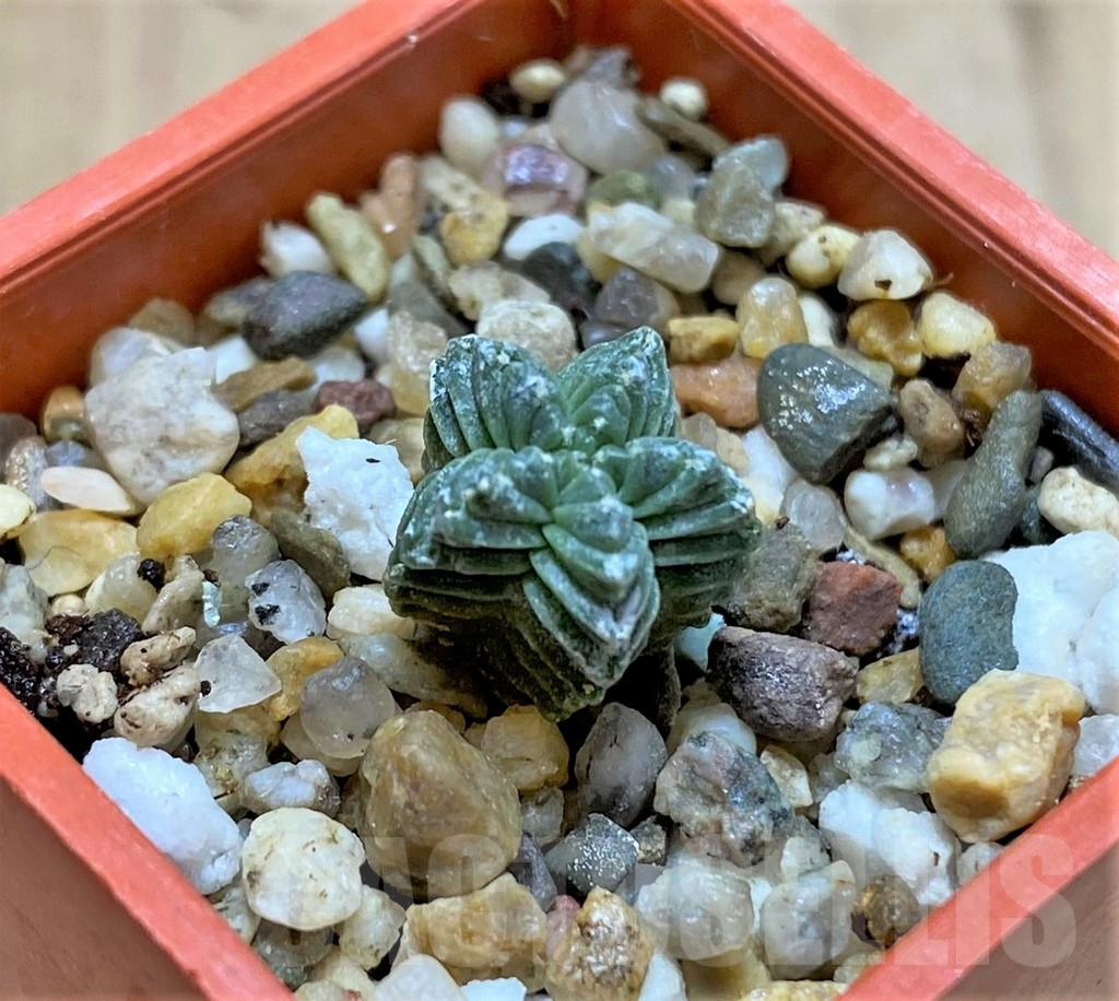 SHPR37803 Aztekium valdezii VM1040