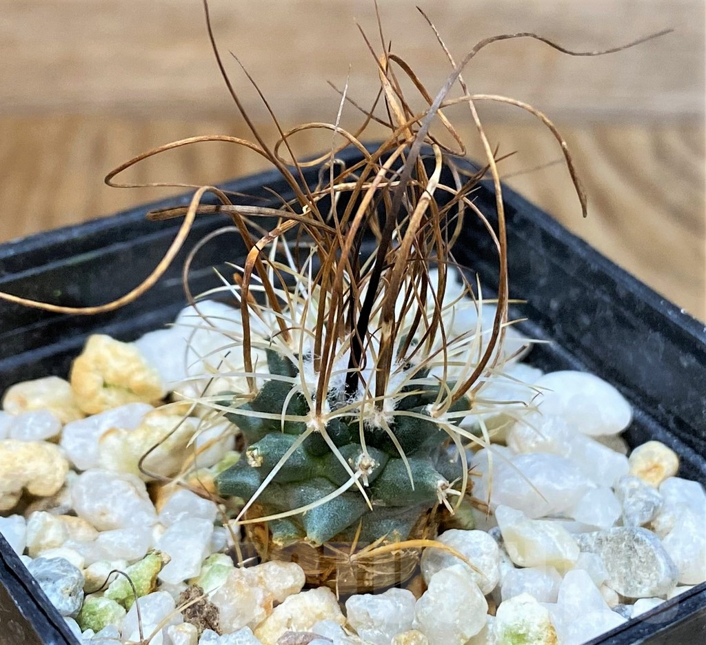 SHPR37805 Turbinicarpus graminispinus VM 817