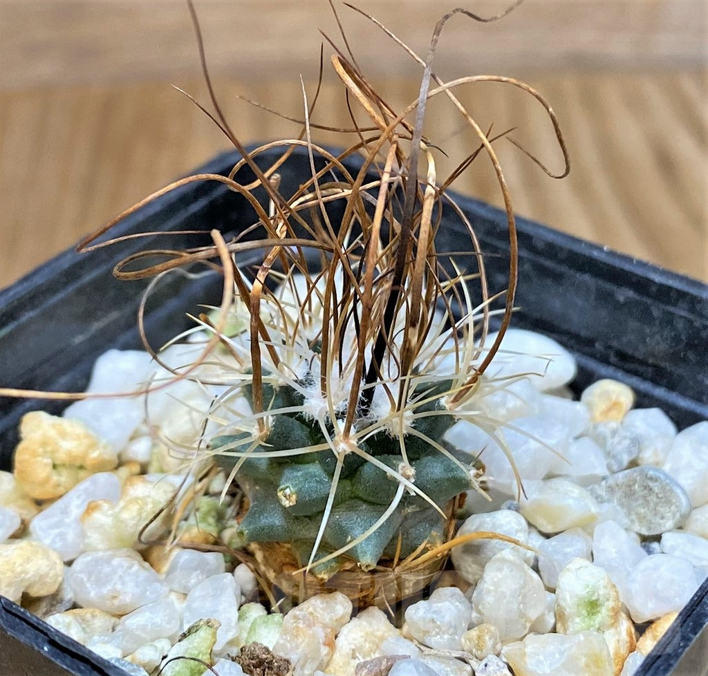 SHPR37805 Turbinicarpus graminispinus VM 817 - Image 2