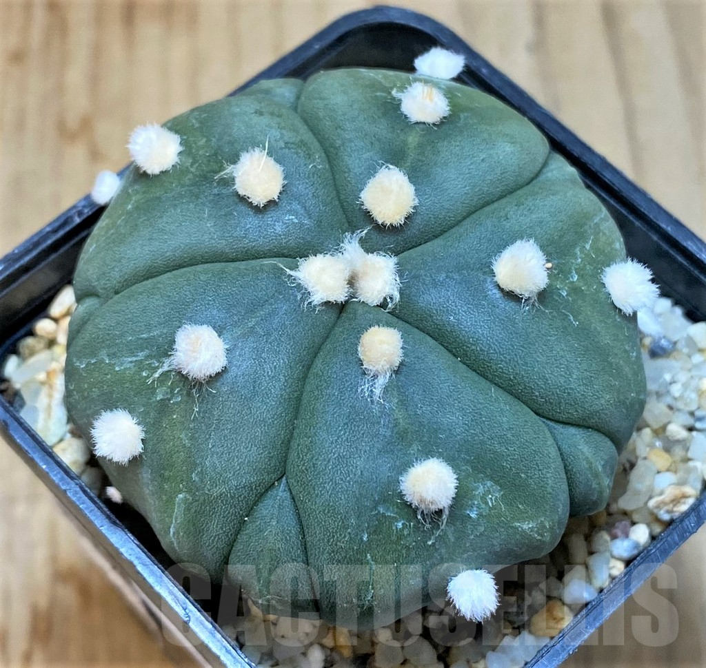 SHPR37806 Astrophytum asterias 'Star 5 ribs Fukuryo'