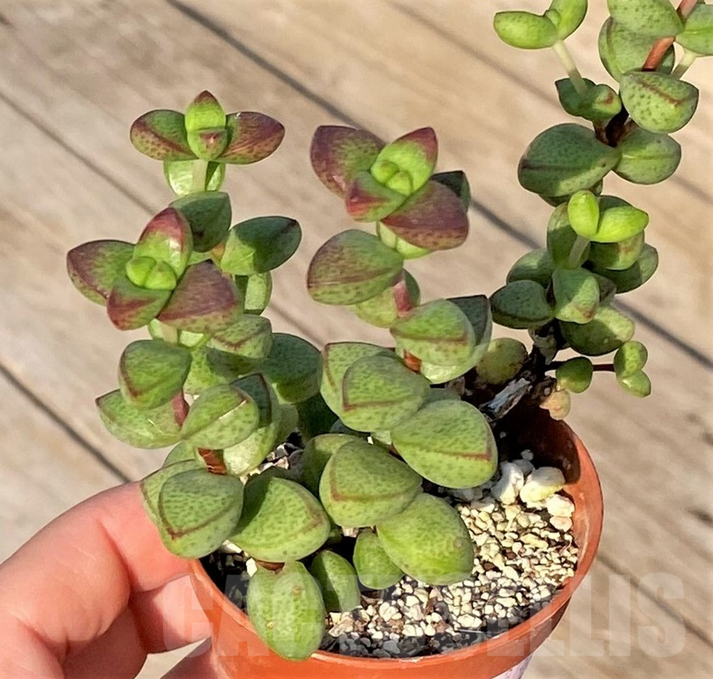 SHPR37813 Crassula monticola