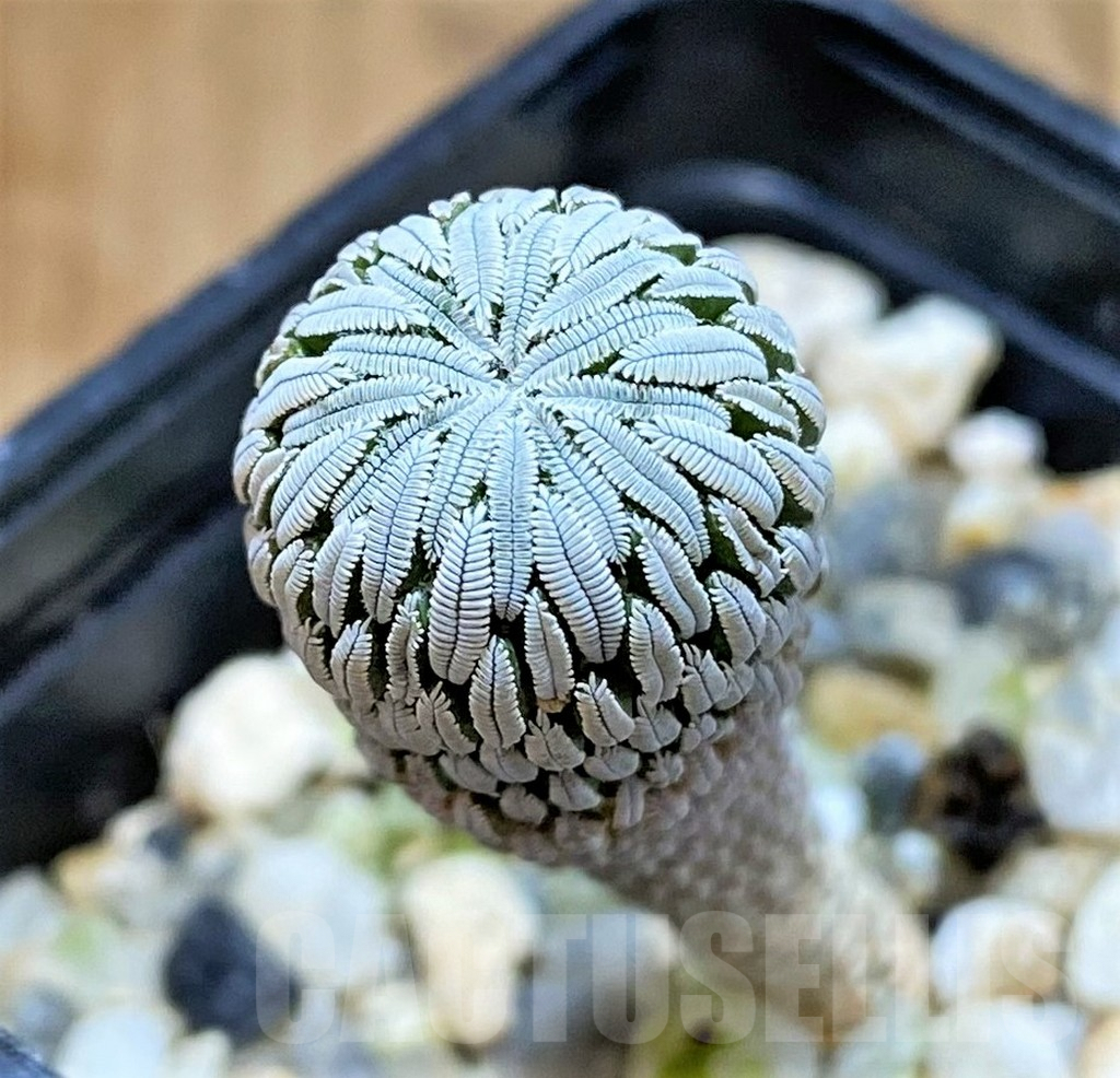 SHPR37807 Pelecyphora aselliformis