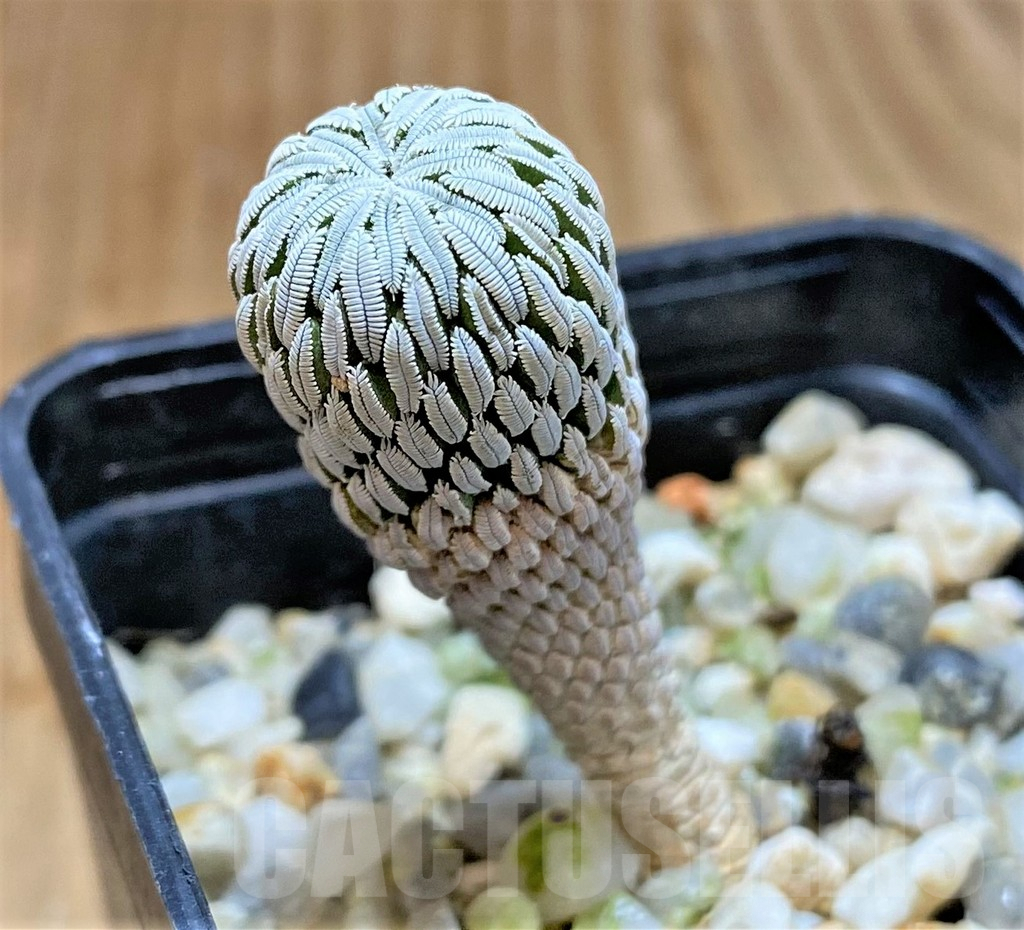 SHPR37807 Pelecyphora aselliformis – Image 2