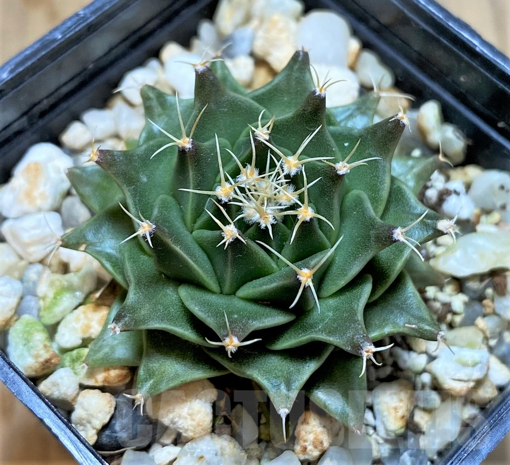 SHPR37808 Obregonia denegrii PP430