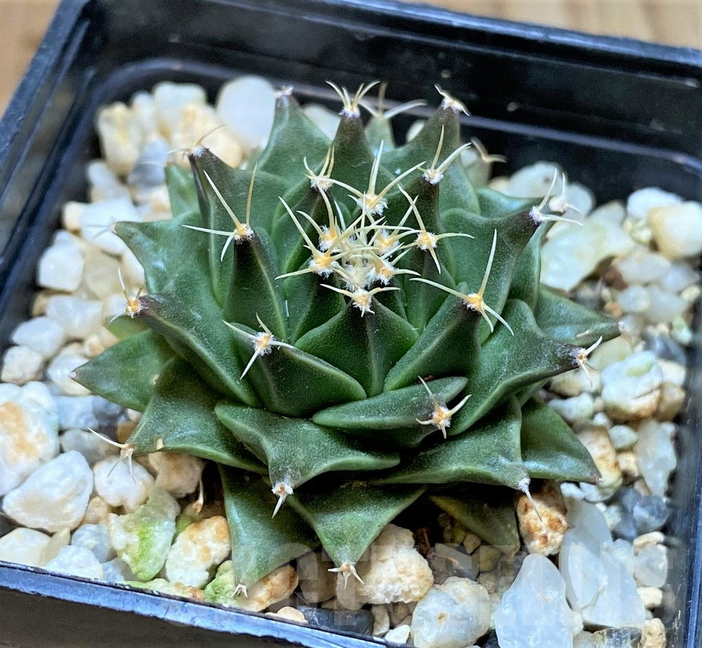 SHPR37808 Obregonia denegrii PP430 - Image 2