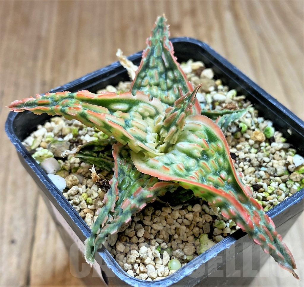 SHPR37858 Aloe TCT hybrid