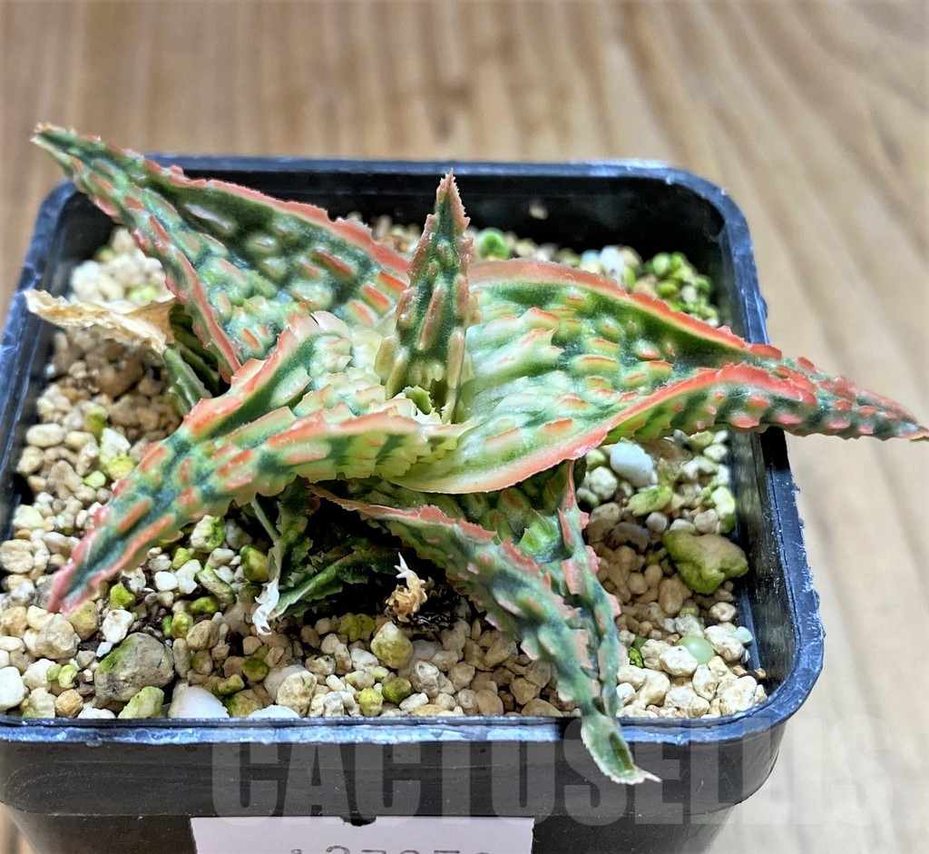 SHPR37858 Aloe TCT hybrid - Image 2