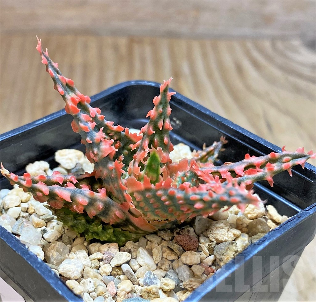 SHPR37859 Aloe TCT hybrid