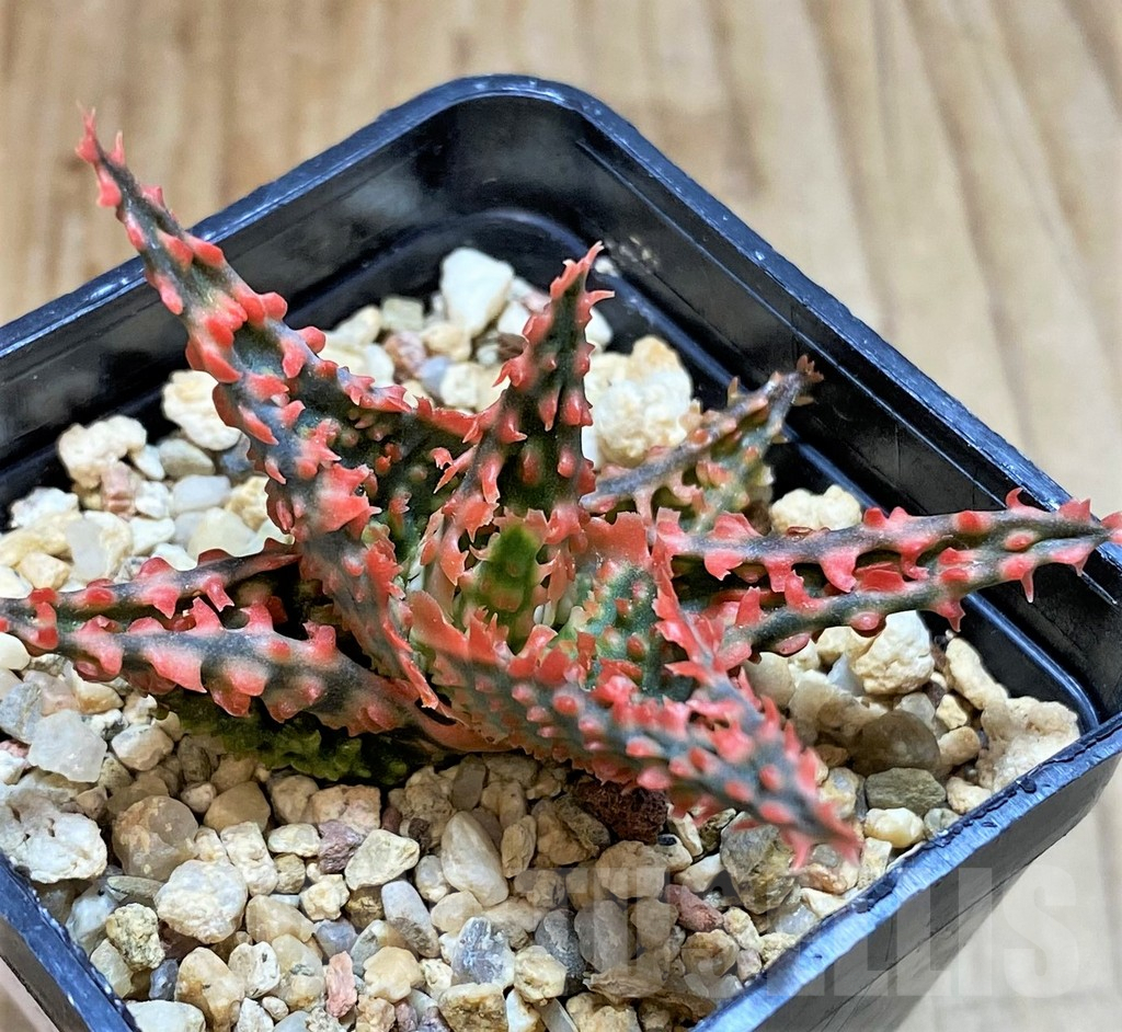 SHPR37859 Aloe TCT hybrid - Image 2