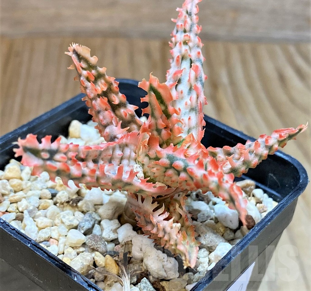 SHPR37860 Aloe TCT hybrid