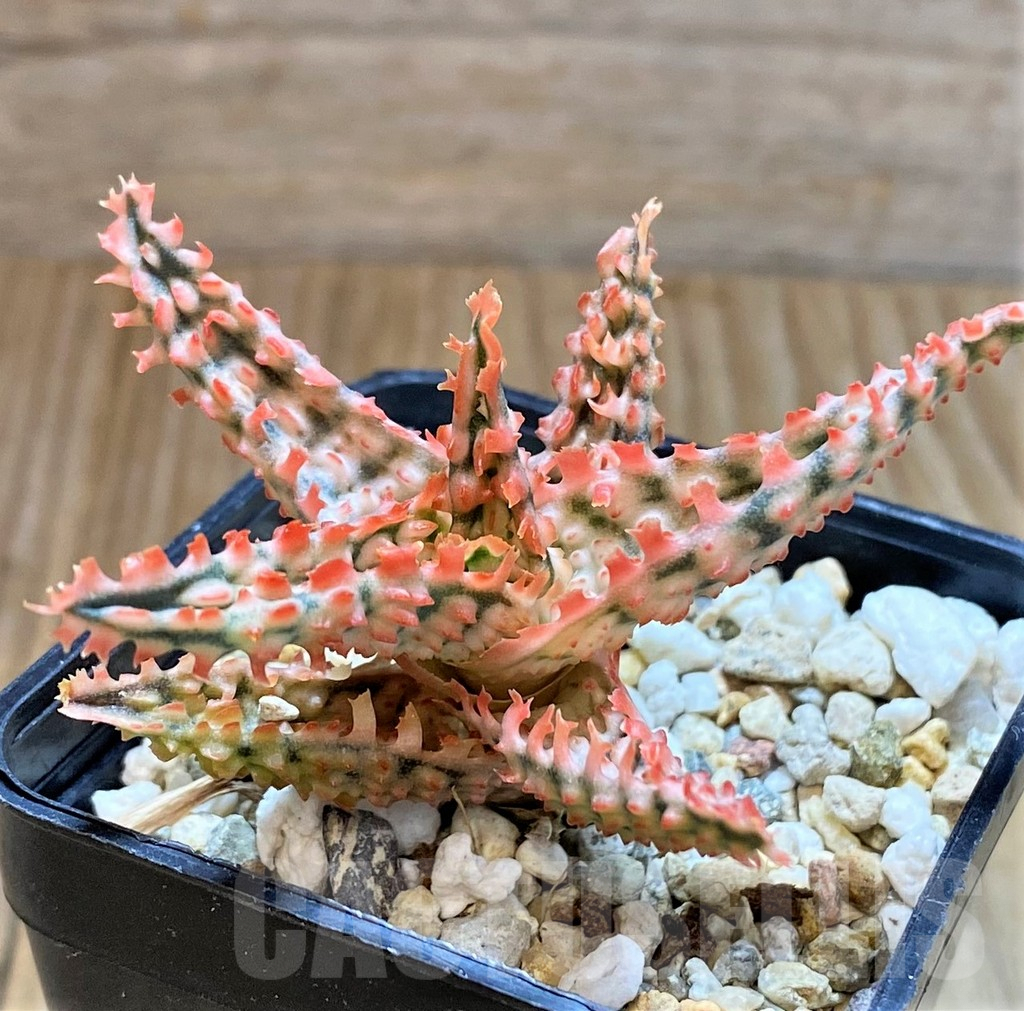 SHPR37860 Aloe TCT hybrid - immagine 2