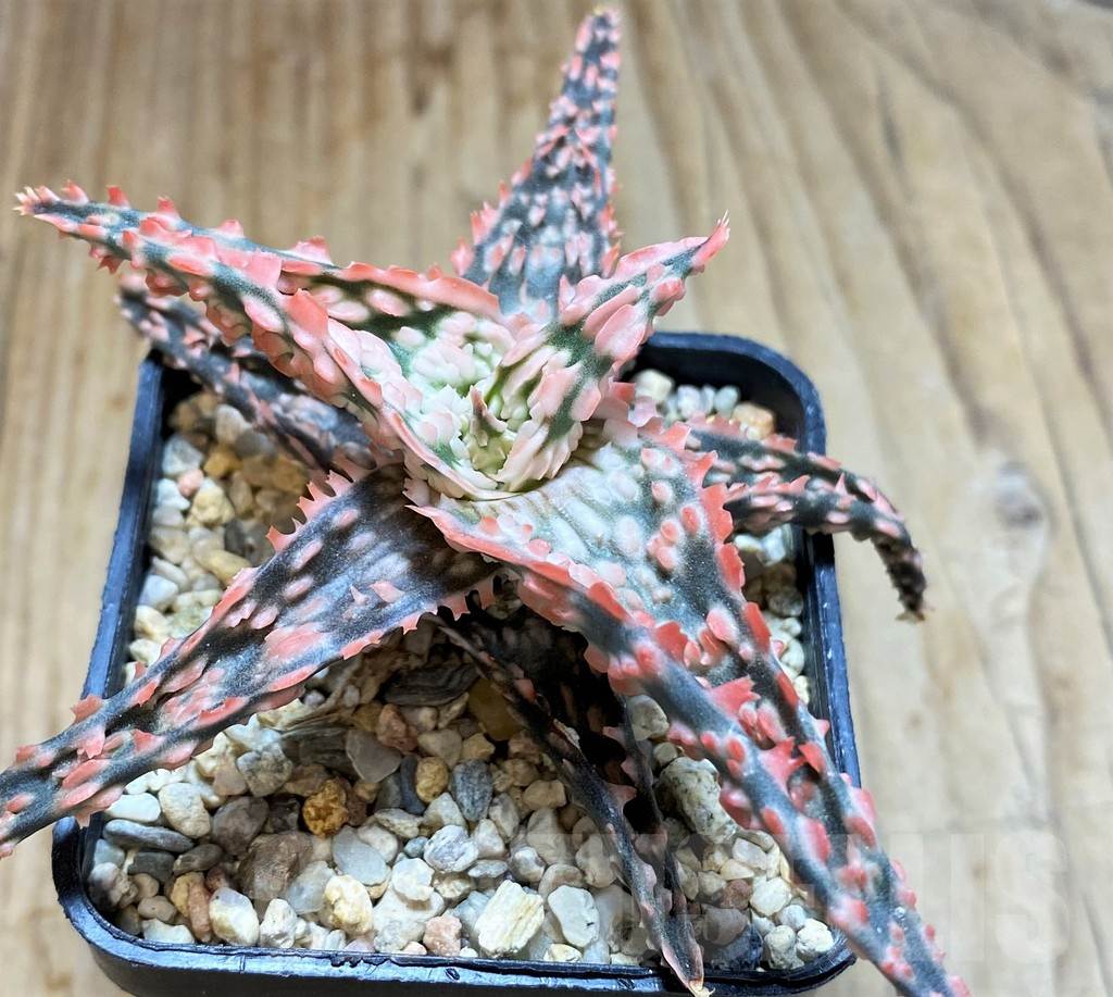 SHPR37873 Aloe TCT hybrid - Obrázek 2