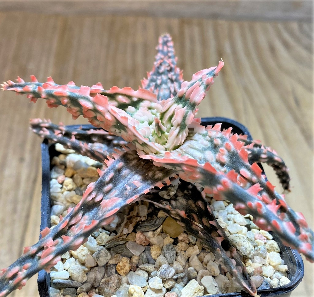 SHPR37873 Aloe TCT hybrid