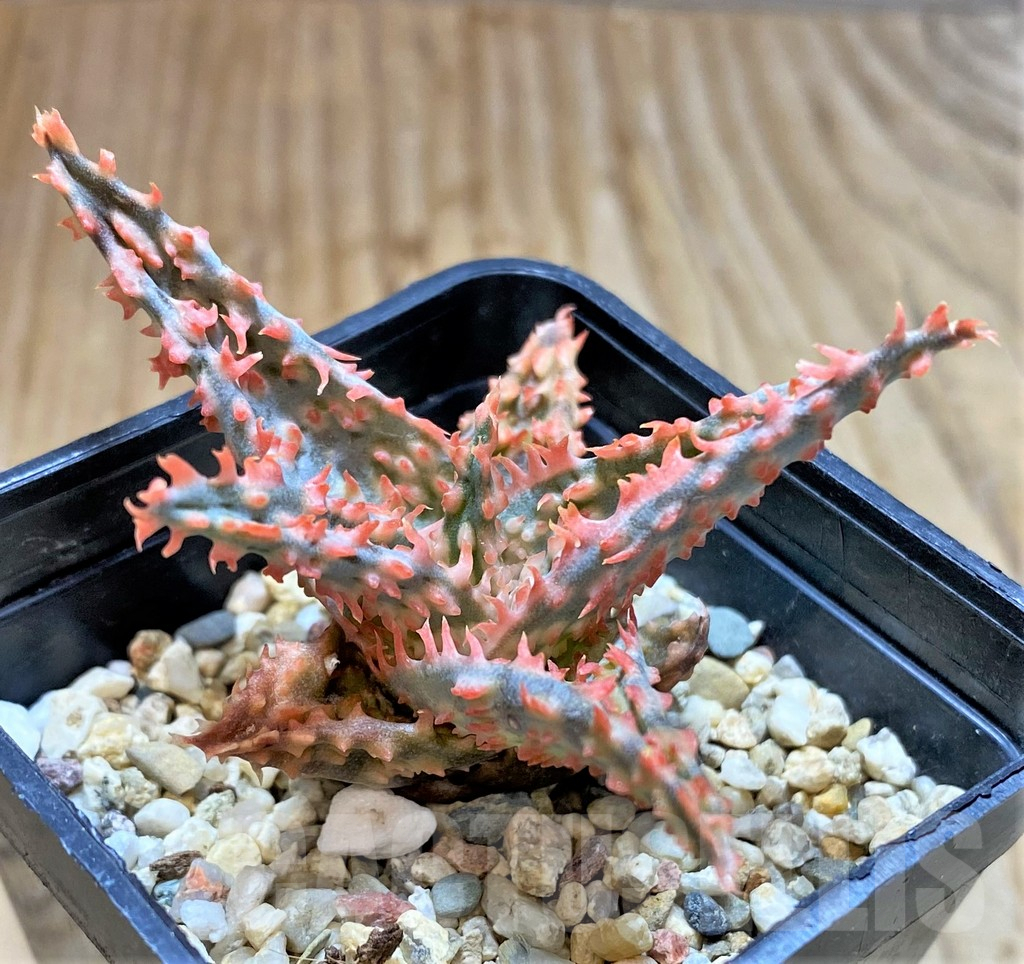 SHPR37874 Aloe TCT hybrid – Bild 2