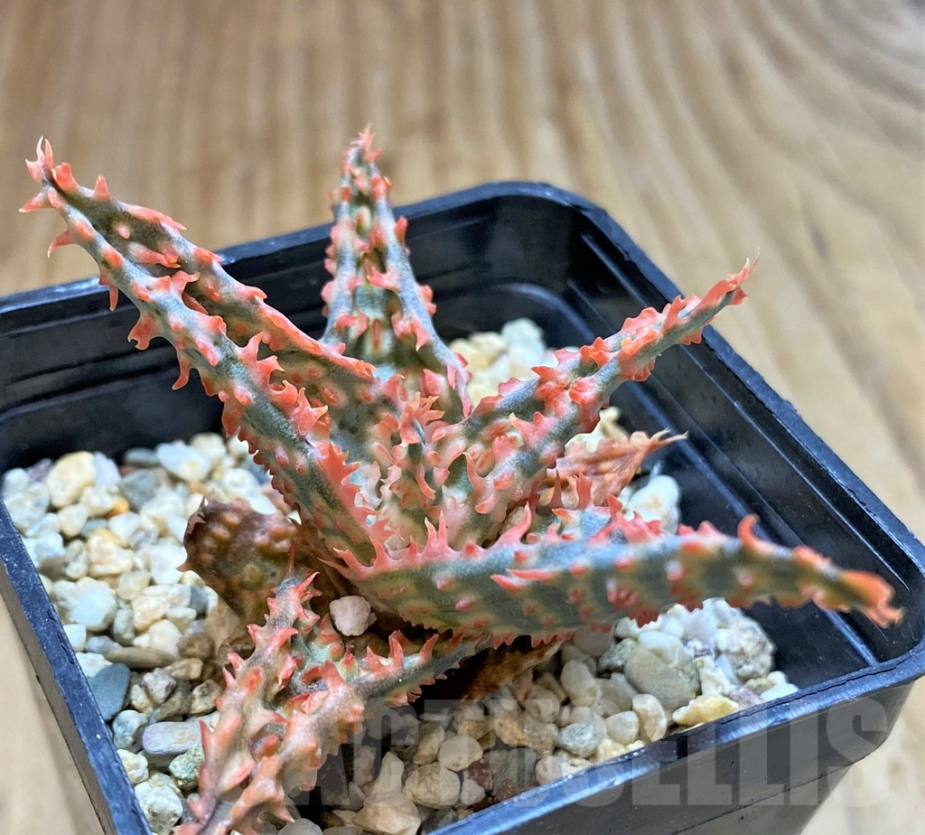 SHPR37874 Aloe TCT hybrid