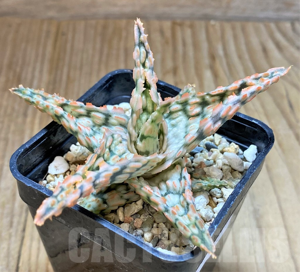 SHPR37875 Aloe TCT hybrid - immagine 2