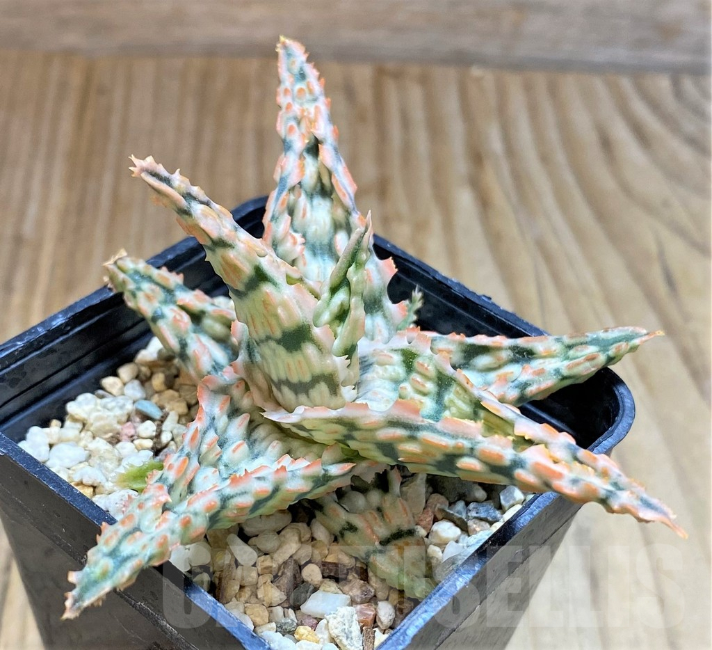 SHPR37875 Aloe TCT hybrid