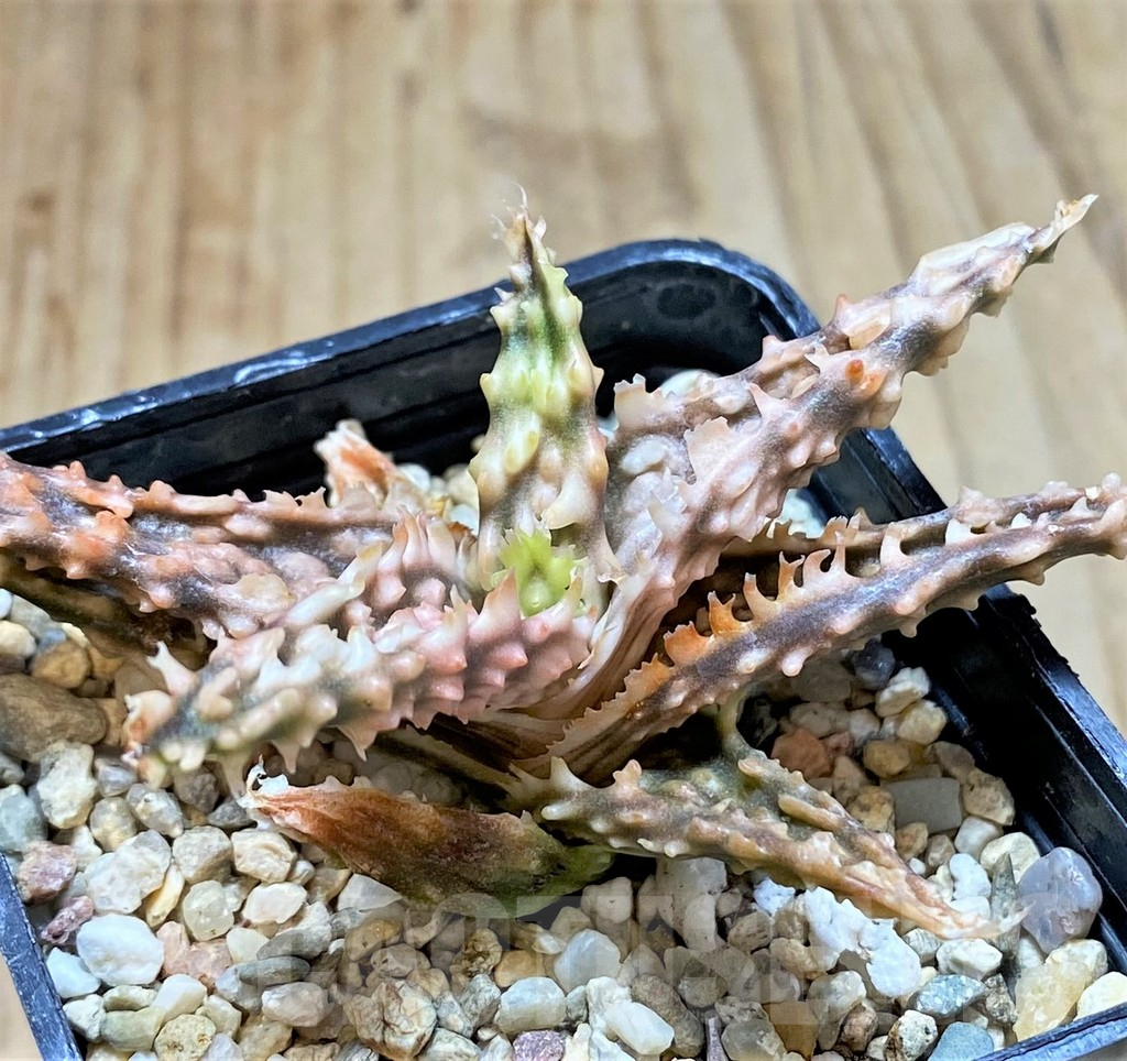 SHPR37876 Aloe TCT hybrid