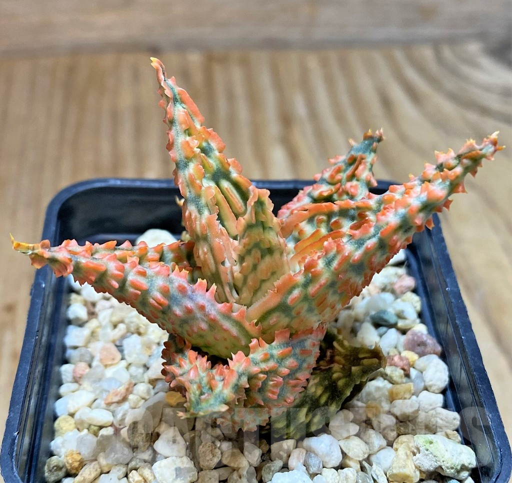 SHPR37878 Aloe TCT hybrid - Image 2