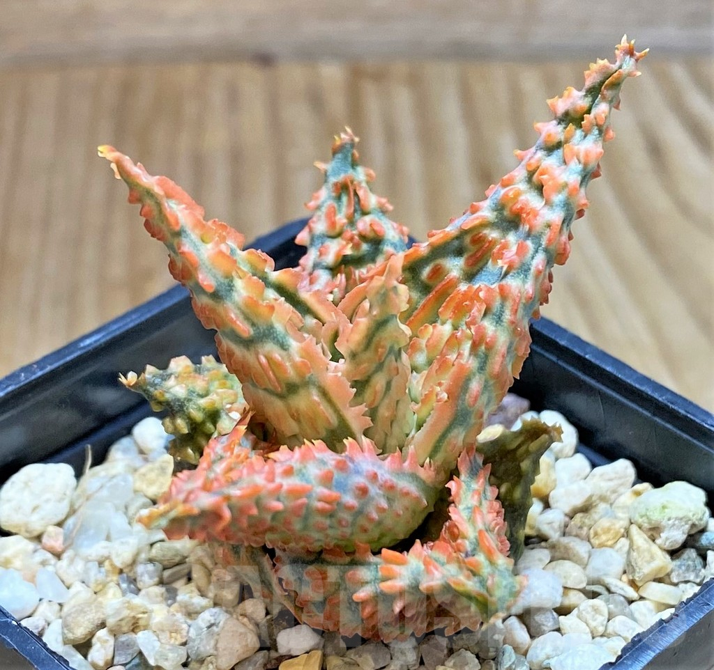 SHPR37878 Aloe TCT hybrid