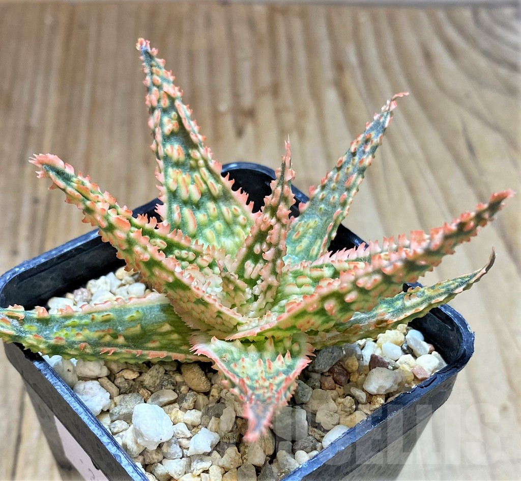 SHPR37879 Aloe TCT hybrid