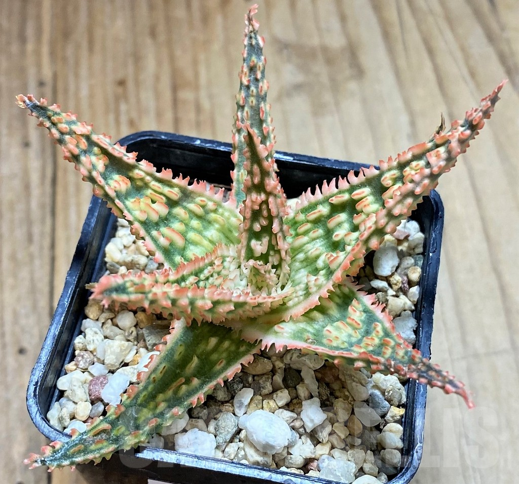 SHPR37879 Aloe TCT hybrid - 画像 (2)