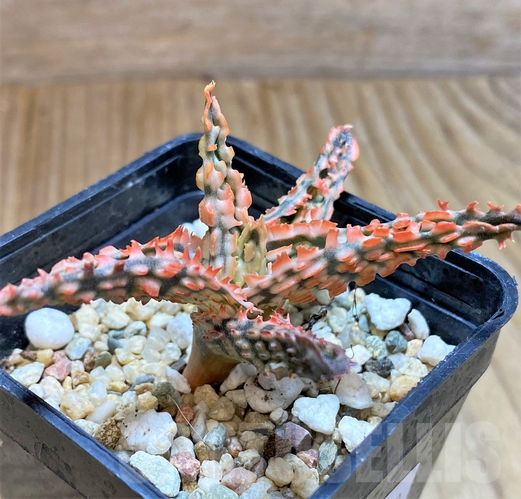 SHPR37880 Aloe TCT hybrid