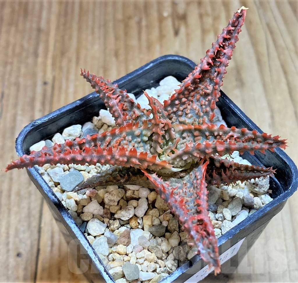 SHPR37881 Aloe TCT hybrid - Image 3