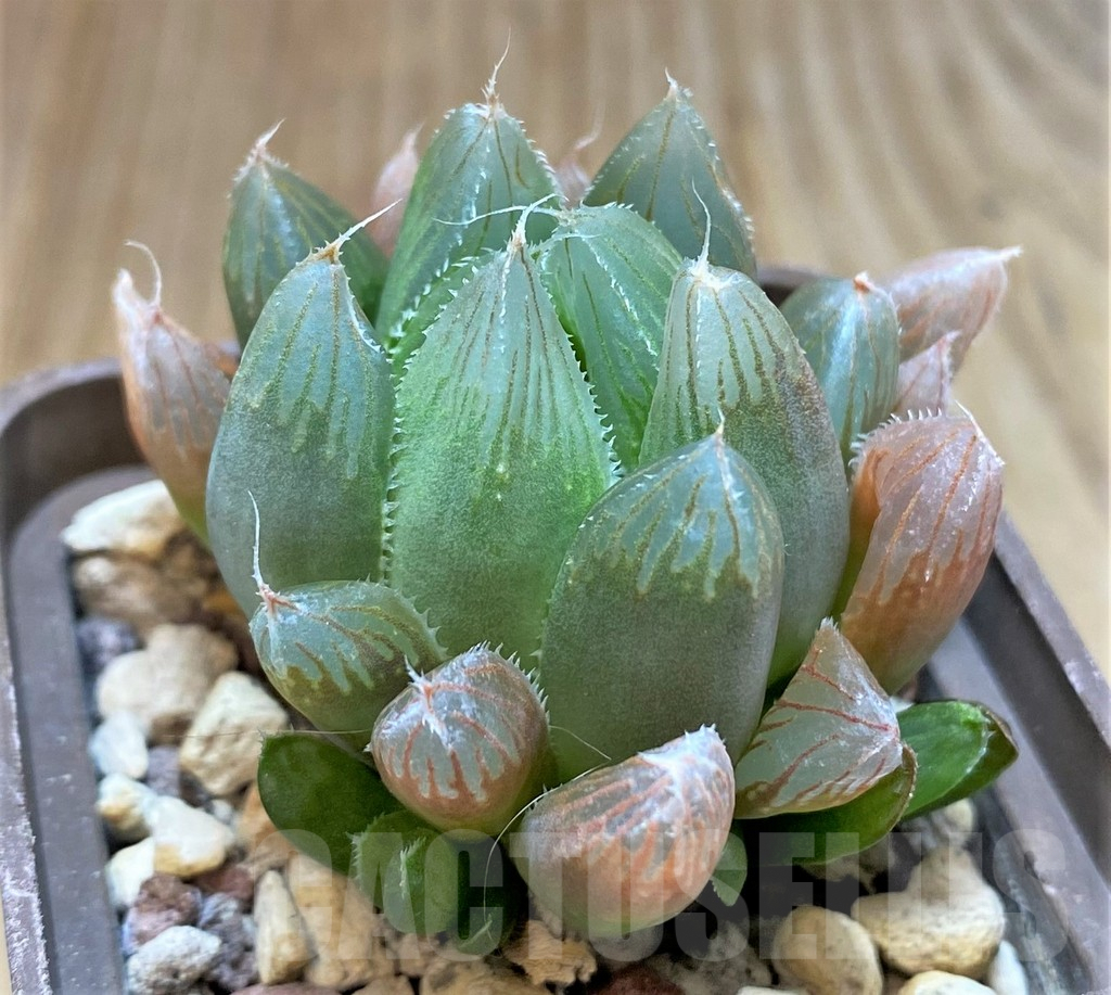 SHPR37831 Haworthia cooperi v. truncata - Imagen 2