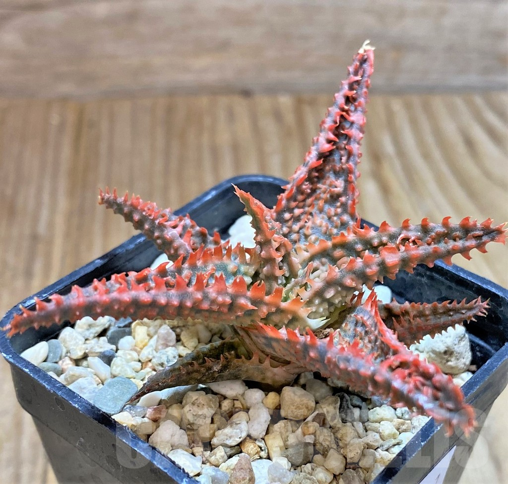 SHPR37881 Aloe TCT hybrid