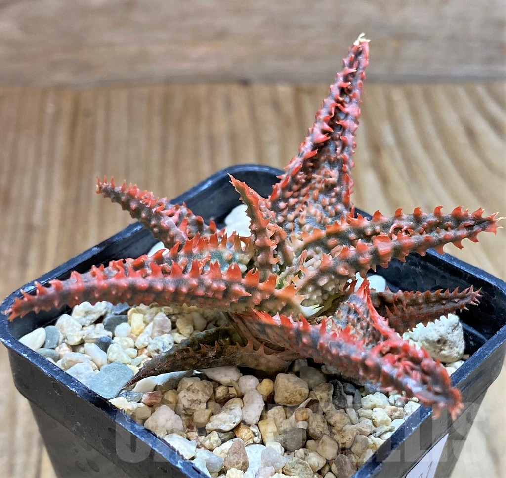 SHPR37881 Aloe TCT hybrid - Image 2