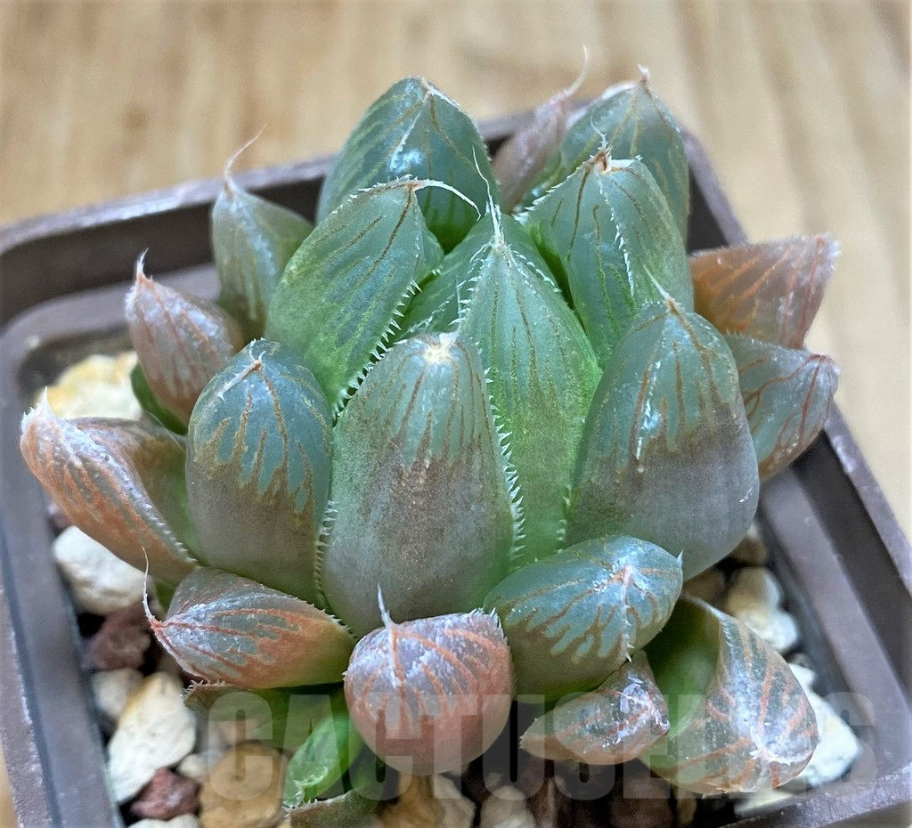 SHPR37831 Haworthia cooperi v. truncata