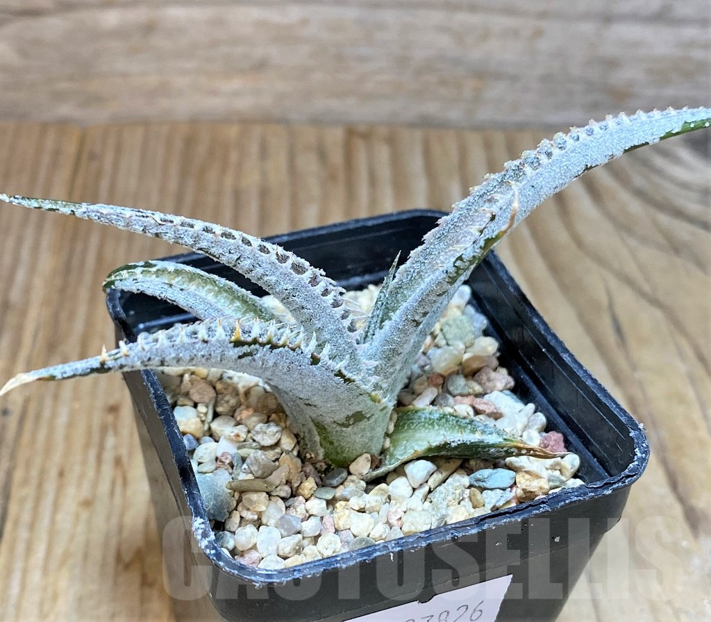 SHPR37826 Dyckia marnier-lapostollei ‘Pink Spine’ - Imagen 2