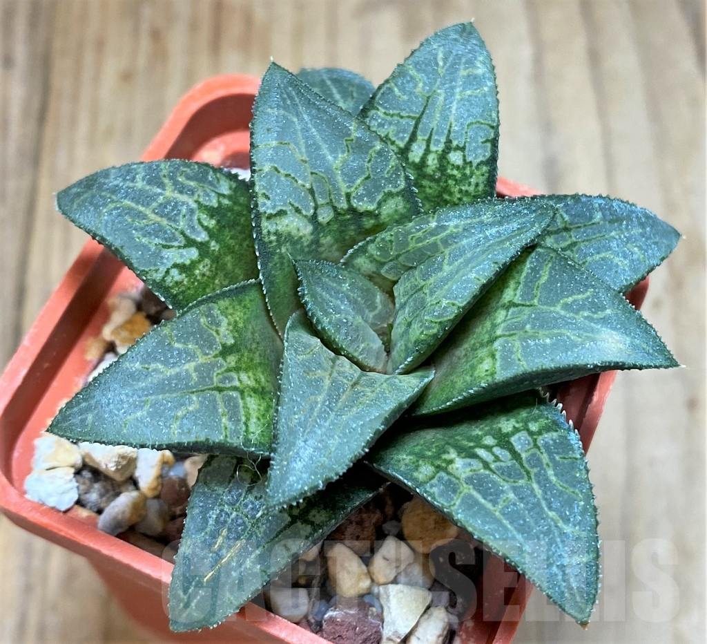 SHPR37833 Haworthia 'Makumaryu' HCOX-25