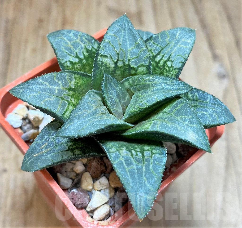 SHPR37833 Haworthia 'Makumaryu' HCOX-25 - Image 2