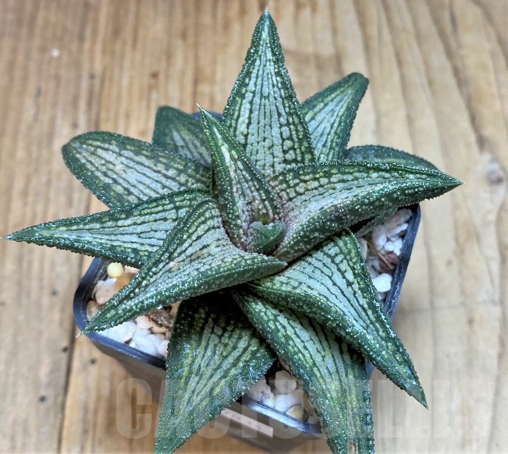 SHPR37834 Haworthia 'Kintaikyo'