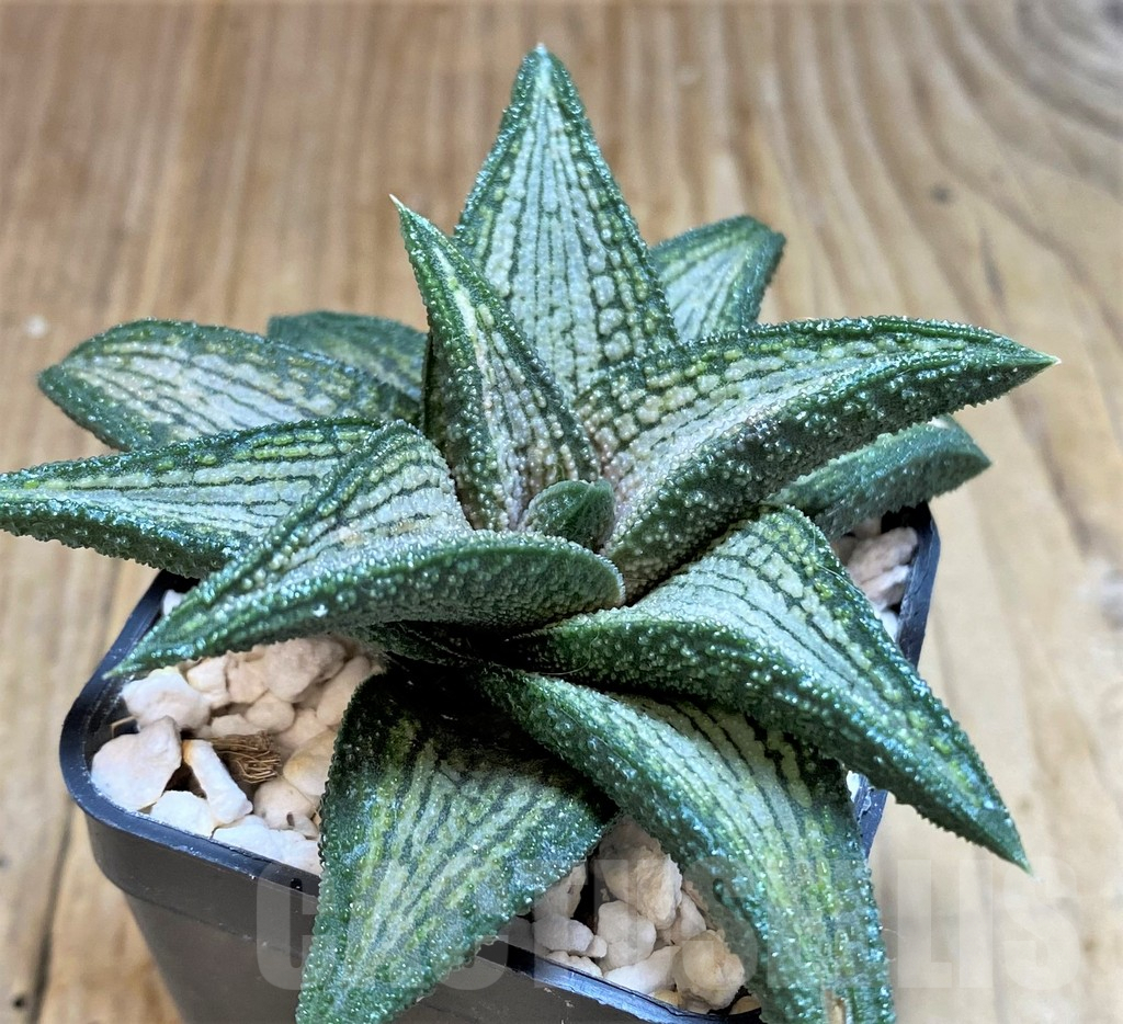 SHPR37834 Haworthia 'Kintaikyo' - 画像 (2)