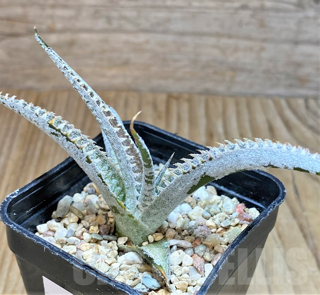 SHPR37826 Dyckia marnier-lapostollei ‘Pink Spine’